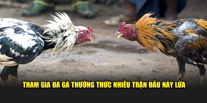 Tham gia đá gà thưởng thức nhiều trận đấu nảy lửa