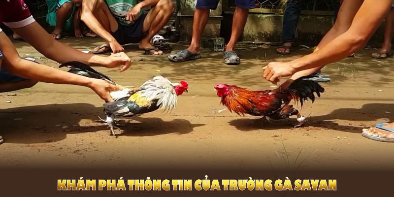 Khám phá thông tin của trường gà Savan dành cho người chơi Việt